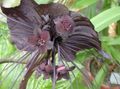   ყავისფერი Bat უფროსი ლილი, Bat ყვავილების, Devil Flower ბალახოვანი მცენარე / Tacca სურათი