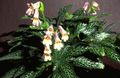   pink Indendørs Planter, Hus Blomster Chirita urteagtige plante Foto