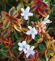   blanc des fleurs en pot Abelia des arbustes Photo
