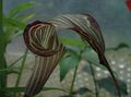 Foto Dragon Arum, Kobra-Pflanze, Amerikanische Wake Robin, Jack In Der Kanzel Grasig Beschreibung