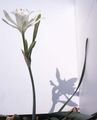   alb Plante de Interior, Flori de Casa Narcisă Mare, Crin Mare, Nisip Crin planta erbacee / Pancratium fotografie