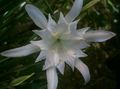   white Indoor Plants, House Flowers Sea Daffodil, Sea Lily, Sand Lily herbaceous plant / Pancratium Photo