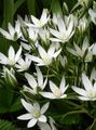 Photo Drooping Star of Bethlehem Herbaceous Plant description