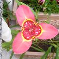   rosa Tigridia, Mexikanische Shell-Blume grasig Foto