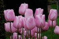 Photo Tulip Herbaceous Plant description