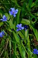   lichtblauw Huis Bloemen Blauwe Maïs Lelie kruidachtige plant / Aristea ecklonii foto