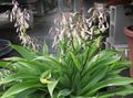 Photo Renga Lily, Rock-lily Herbaceous Plant description
