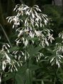   bela Sobne Rastline, Sobne cvetje Renga Lily, Rock-Lily travnate / Arthropodium fotografija