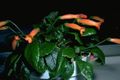   orange des fleurs en pot Gesneria herbeux Photo