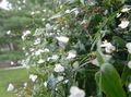   blanc des fleurs en pot Voile De Mariée Tahitien herbeux / Gibasis Photo