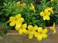   yellow Indoor Plants, House Flowers Golden Trumpet Shrub liana / Allamanda Photo