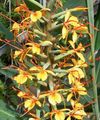 Photo Hedychium, Butterfly Ginger Herbaceous Plant description