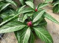 Photo Porphyrocoma Herbaceous Plant description
