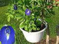   bleu des fleurs en pot Pois Papillon une liane / Clitoria ternatea Photo