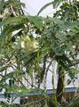   ホワイト 屋内植物, ハウスフラワーズ 赤ガラガラ箱 低木 / Sesbania フォト