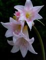   pink Indoor Plants, House Flowers Belladonna Lily, March Lily, Naked Lady herbaceous plant / Amaryllis Photo