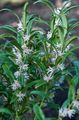   bela Sobne Rastline, Sobne cvetje Božično Box, Sladko Box grmi / Sarcococca fotografija
