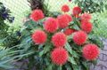   red Indoor Plants, House Flowers Paint Brush, Blood Lily, Sea Egg, Powder Puff herbaceous plant / Haemanthus Photo