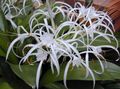   white Indoor Plants, House Flowers Spider Lily herbaceous plant / Hymenocallis-caribaea Photo