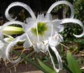  white Indoor Plants, House Flowers Spider Lily, Ismene, Sea Daffodil herbaceous plant / Hymenocallis-festalis Photo