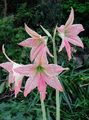   pink Indoor Plants, House Flowers Amaryllis herbaceous plant / Hippeastrum Photo