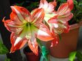   oranžinis Vidinis augalai, Namas Gėlės Amaryllis žolinis augalas / Hippeastrum Nuotrauka