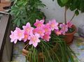   pink Indoor Plants, House Flowers Rain Lily,  herbaceous plant / Zephyranthes Photo