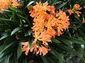   orange Indoor Plants, House Flowers Bush Lily, Boslelie herbaceous plant / Clivia Photo