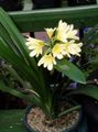   yellow Indoor Plants, House Flowers Bush Lily, Boslelie herbaceous plant / Clivia Photo
