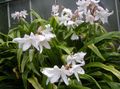   white Indoor Plants, House Flowers Crinum herbaceous plant Photo