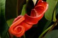   orange Flamingo Flower, Heart Flower herbaceous plant / Anthurium Photo