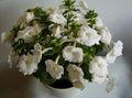   white Magic Flower, Nut Orchid hanging plant / Achimenes Photo