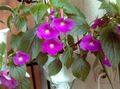   lilac Magic Flower, Nut Orchid hanging plant / Achimenes Photo