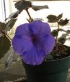   dark blue Magic Flower, Nut Orchid hanging plant / Achimenes Photo
