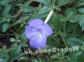   light blue Magic Flower, Nut Orchid hanging plant / Achimenes Photo