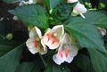 Photo Patience Plant, Balsam, Jewel Weed, Busy Lizzie  description