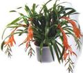   pink Indoor Plants, House Flowers Billbergia herbaceous plant Photo