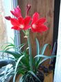   crvena Sobne biljke, Unutarnja Cvjetovi Vallota zeljasta biljka / Vallota (Cyrtanthus) Foto