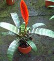 Photo Vriesea Herbaceous Plant description