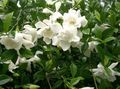   balts Māja Ziedi Cape Jasmīns krūms / Gardenia Foto
