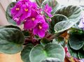   rose des fleurs en pot Violette Africaine herbeux / Saintpaulia Photo
