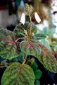 Photo Smithiantha Herbaceous Plant description
