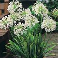   white Indoor Plants, House Flowers African blue lily herbaceous plant / Agapanthus umbellatus Photo
