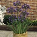   purple Indoor Plants, House Flowers African blue lily herbaceous plant / Agapanthus umbellatus Photo