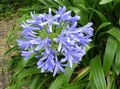   light blue Indoor Plants, House Flowers African blue lily herbaceous plant / Agapanthus umbellatus Photo