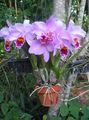 Photo Orchidée Dendrobium Herbeux la description