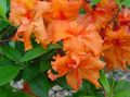   orange Indoor Plants, House Flowers Azaleas, Pinxterbloom shrub / Rhododendron Photo