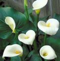 Photo Arum lily Herbaceous Plant description