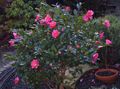   ružičasta Sobne biljke, Unutarnja Cvjetovi Kamelija drveta / Camellia Foto