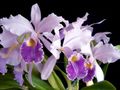 Photo Cattleya Orchid Herbaceous Plant description